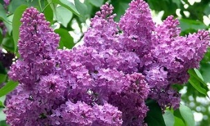 the use of lilac for the treatment of varicose veins