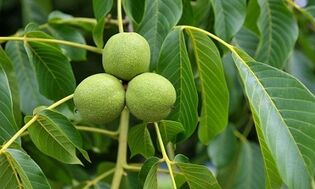 treatment of varicose veins with green nuts
